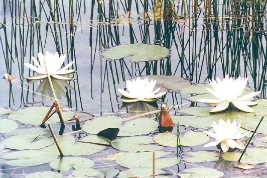 Water Lilies: A-105