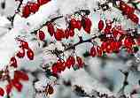 Red Berries on White Snow: A-111