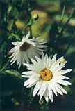 Ox-eye Daisy: A-116