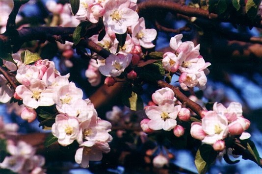 Apple Blossoms: B-119