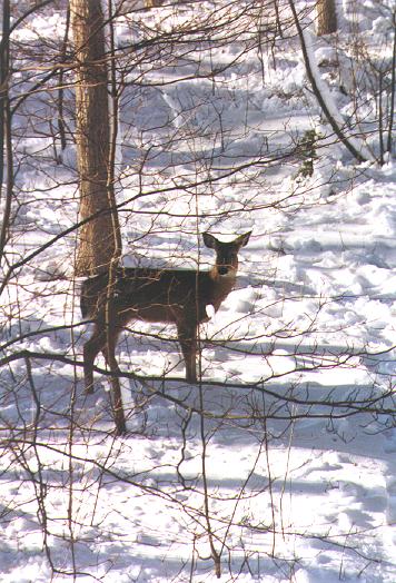 Winter Visitor: B-123