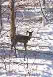 Winter Visitor: B-123