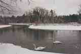 Swans on the Platte: B-127