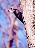 Pileated Woodpecker: B-136