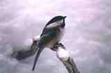 Black-capped Chickadee: C-142