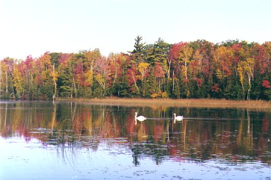 Autumn on Bass Lake: C-143