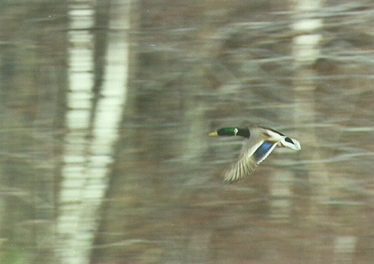 Mallard in Flight: D-166