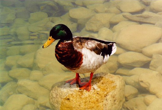 Duck on a Rock: F-192