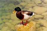 Duck on a Rock: F-192