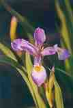 Wild Blue Iris: F-198
