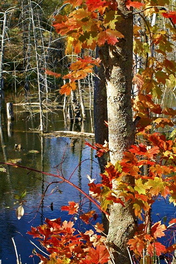 Autumn in Benzie County: F-200