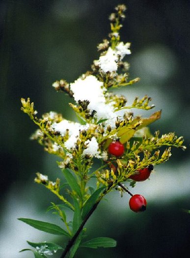 Winter Berries: G-217