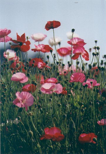 Wild Poppies: G-222