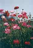 Wild Poppies: G-222