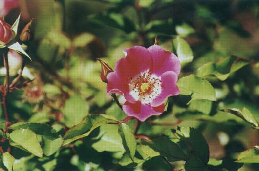 Wild Rose: H-228