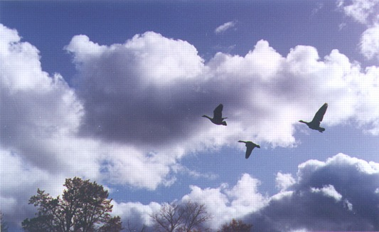 Canadian Geese: H-234