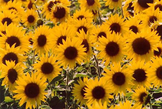 Dwarf Sunflowers: H-235
