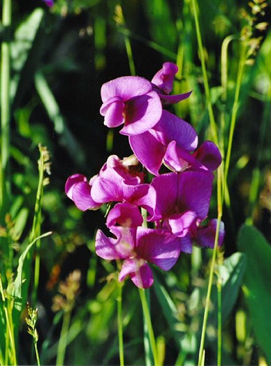 Wild Sweet Pea: I-536