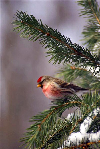 Common Redpoll: J-557