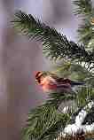 Common Redpoll: J-557 