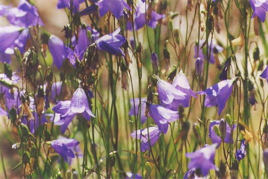 Harebell: K-249