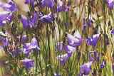 Harebell: K-249