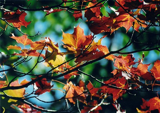 Autumn Colors 2: K-250