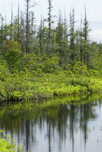 Reflections Along Deadstream Road: L-263