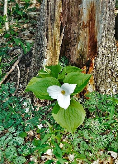 Single Trillium: L-273