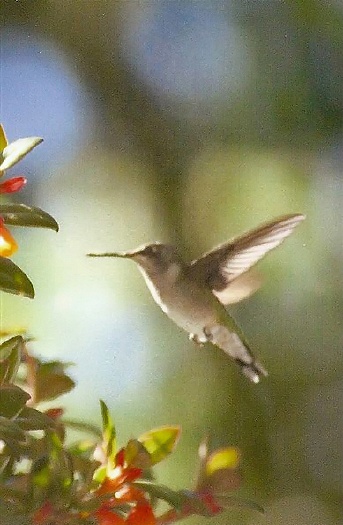 Hummingbird: M-284