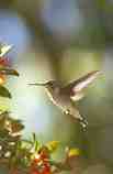 Hummingbird: M-284