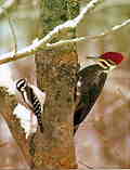 Friendly Woodpeckers: M-294