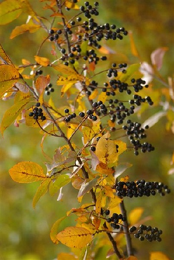 Serviceberry (Shadbush): M-295