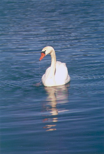 Mute Swan: N-300
