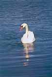 Mute Swan: N-300