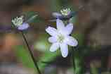 Hepatica: N-302