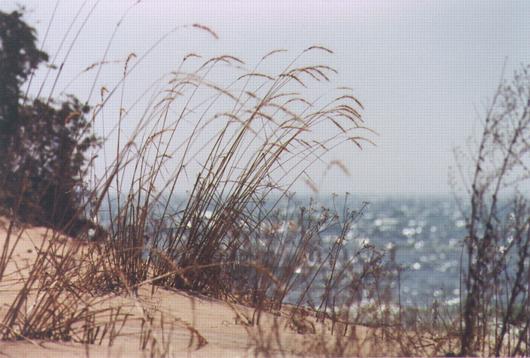Beach Grass: N-306