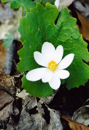 Wild Bloodroot: N-308