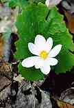 Wild Bloodroot: N-308