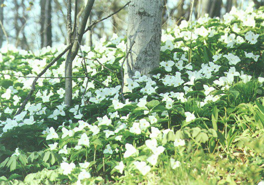 Trillium Carpet: O-317