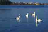 Swans on the Boardman: P-348