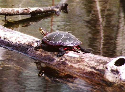 Painted Turtle: Q-358