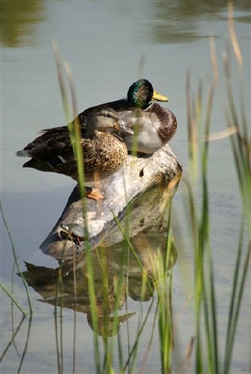 Mallards at Rest: Q-359