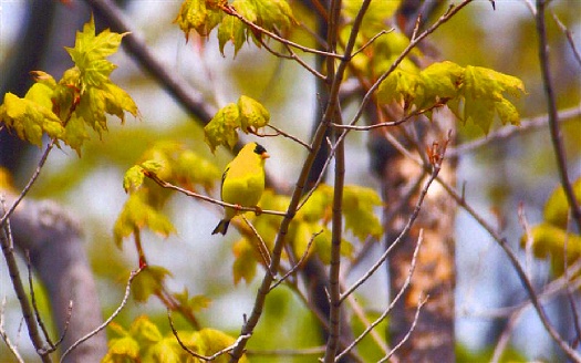 Yellow Breasted Goldfinch: Q-360