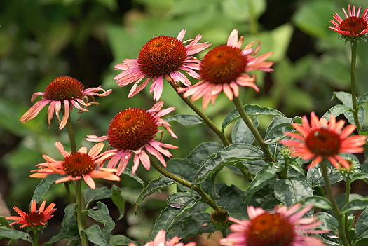 Cone Flowers: Q-363