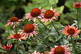 Cone Flowers: Q-363