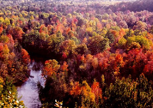 Autumn on the Manistee: R-372