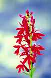 Cardinal Flower: R-378