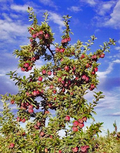 Ready to Pick: S-400