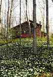 Hundreds of Trilliums: W-461